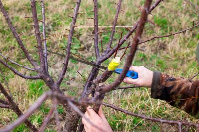 Get Apricot Tree Pruning - Schedule Service Today