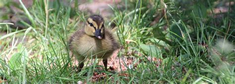 Canetons Canard Oiseau D Eau Photo Gratuite Sur Pixabay Pixabay