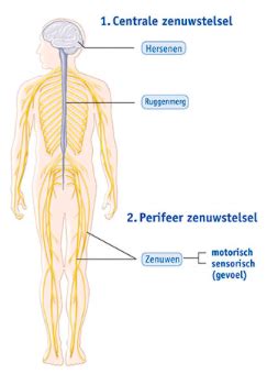 MV Jaar 1 Periode 3 Zenuwstelsel Flashcards Quizlet