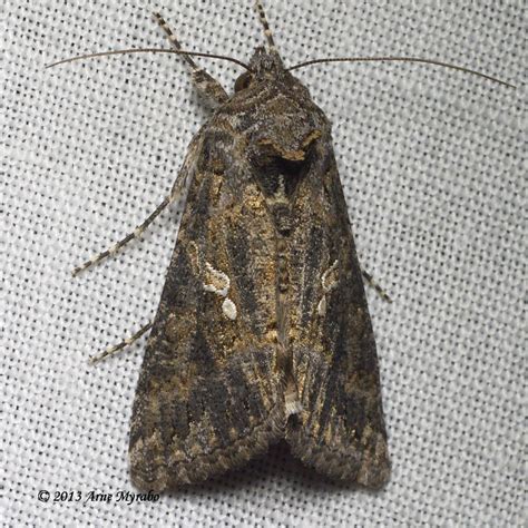 Cabbage Looper Moth Trichoplusia ni (Hübner, 1800-1803) | Butterflies ...