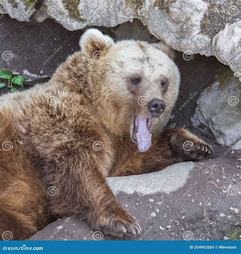 Brown Bear Lying Portrait Stock Image Image Of Claws 254953265