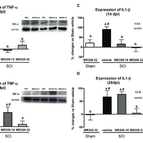 Spinal Inflammatory Cytokines Tumor Necrosis Factor α Tnf α And