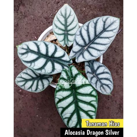 Jual Alocasia Dragon Silver Tanaman Hias Alocasia Dragon Silver