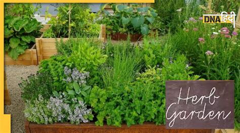 Herbs Gardening Tips जनवरी फरवरी में किचन गार्डन में लगाएं ये हेल्दी