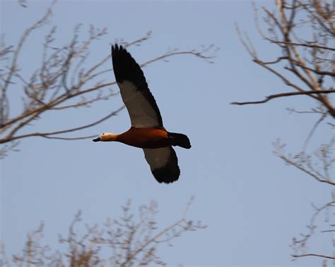 Oiseau Tadorne Rousse En Volant Photo Gratuite Sur Pixabay Pixabay