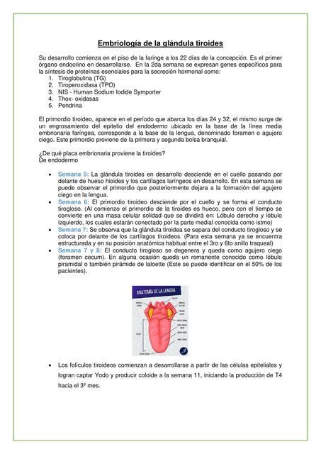 Embriología de la glandula tiroides Daniel Alejandro Elvir uDocz