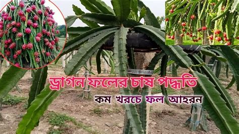 ড্রাগন ফলের চাষ পদ্ধতিকি সার দিয়ে ড্রাগন চারা লাগাবেন Proper