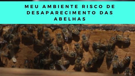 Meu Ambiente Risco De Desaparecimento Das Abelhas Youtube