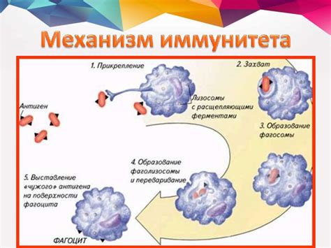 Гуморальный и клеточный иммунитет - презентация онлайн