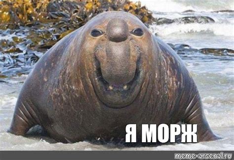 Создать мем "морж, смешной тюлень, морской слон" - Картинки - Meme ...