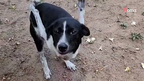 Le chiot naît avec une malformation un vétérinaire traverse l océan