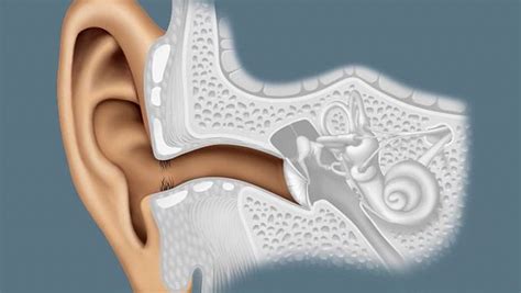 Human Ear The Physiology Of Hearing Britannica