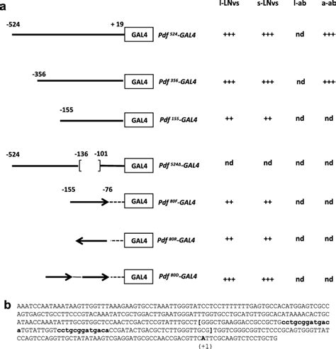 Pdf Gal4 Constructs A Various Pdf Upstream Regions Thick Lines Are Download Scientific