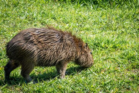 Capybara eating grass stock photo. Image of south, green - 9592174