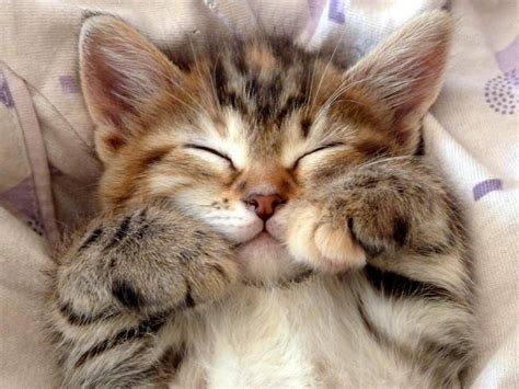 cat, cute, smile | Kittens cutest, Beautiful cats, Cute cats