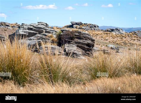 Schist Rocks On Hillside Near Hyde Central Otago South Island New
