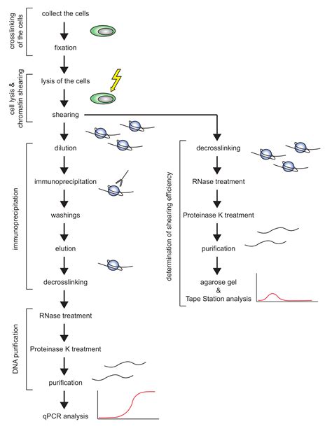 Chromatin Immunoprecipitation Chip In Mouse T Cell Lines 기사 Jove