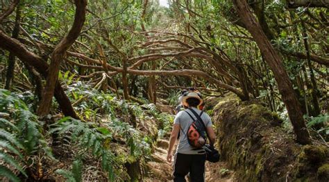 Las Mejores Rutas De Senderismo En Tenerife Norte