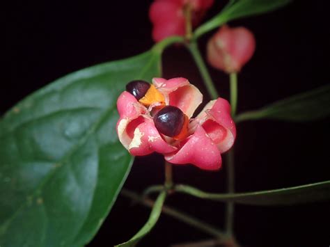 Euonymus Indicus Celastraceae Image At Phytoimages Siu Edu