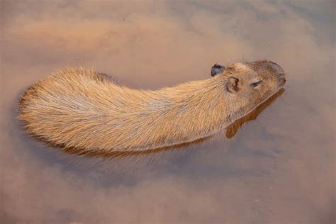 14 Capybara Top View Royalty Free Images Stock Photos And Pictures