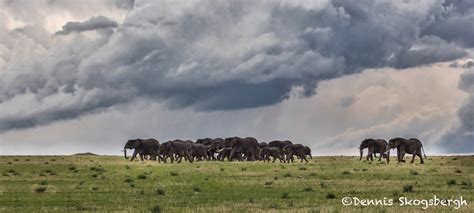 4767 African Elephants At Dusk Tanzania Dennis Skogsbergh