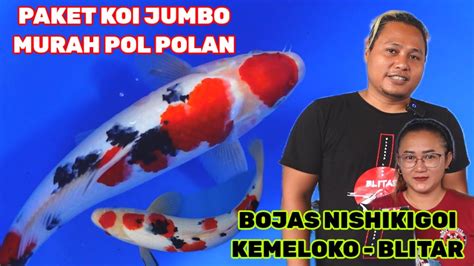 Banget Murahnya Ikan Koi Jumbo Di Tempat Inibojas Nishikigoi Kemeloko