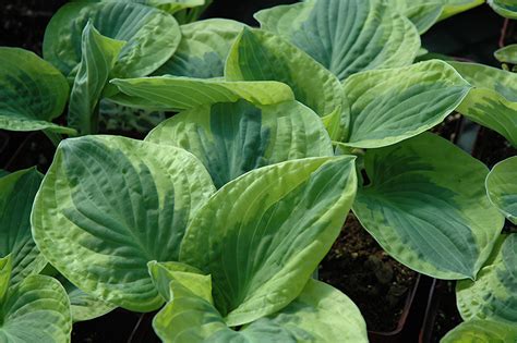 Brim Cup Hosta Hosta Brim Cup In Inver Grove Heights Minnesota Mn