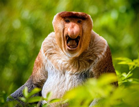 Proboscis monkeys use their large noses in an unexpected way - Earth.com