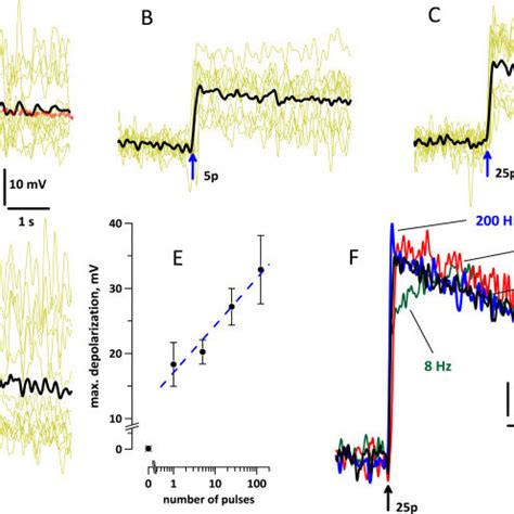 Calibration Of Di 8 ANEPPS Dye For Membrane Potential Measurements