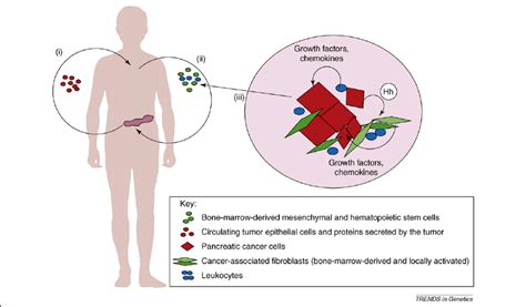 Examples of paracrine and systemic interactions between cancer cells ...