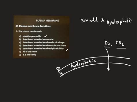 SOLVED: PLASMA MEMBRANE #1 Plasma membrane Functions 1.- The plasma ...