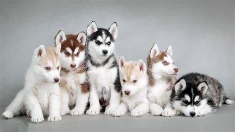 Cute Siberian Husky Puppys Aww