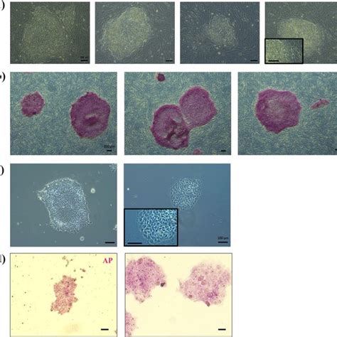 Clonal Cell Line Derivation From Rhesus Macaque Pluripotent Stem Cells