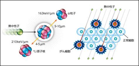 什么是bnct？日本新一代癌症治疗技能硼种子俘获治疗 厚朴方舟