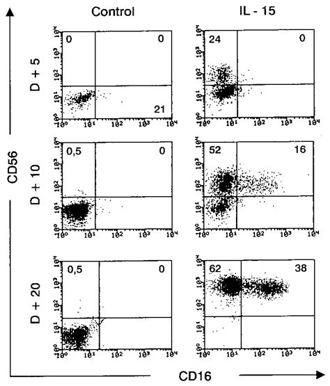 NK Cell Developmental Potential Of CD34 CD38 Fetal Liver Progenitor