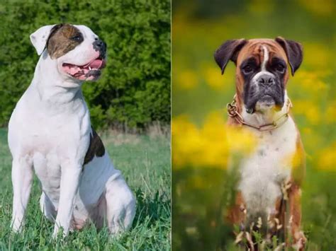 Bulloxer Boxer And American Bulldog Mix Petyfied