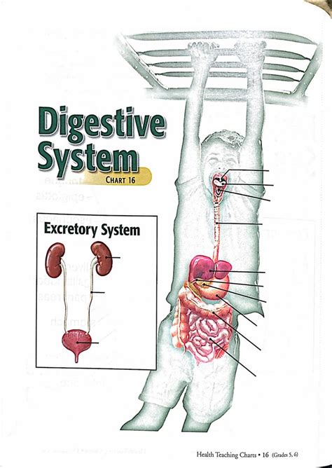 Abeka Health Teaching Charts Digestive System Diagram Quizlet