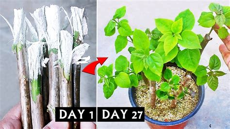 FASTEST Way To Grow Bougainvillea From Cuttings ONLY Few People Know