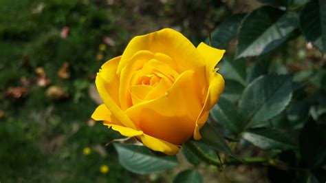 The Complete Yellow Rose Color Meanings Guide Rose Garden Florist