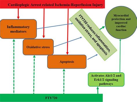 Frontiers Cardioprotective Effects Of Sphingosine Phosphate