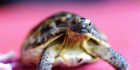 Comment Reconna Tre Le Sexe D Une Tortue A M Int Resse