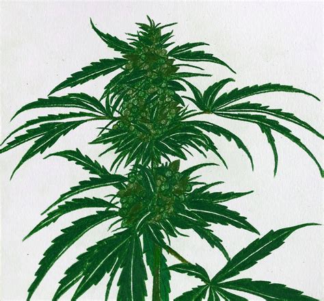 Cannabis-plant-drawing by jaredcox on DeviantArt