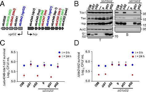 Vgrg C Terminus Confers The Type Vi Effector Transport Specificity And