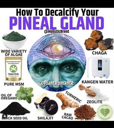 Pin By Patti Floyd On Eo Decalcify Pineal Gland Black Seed Oil Decalcify Pineal Gland