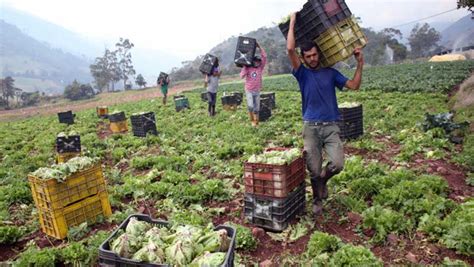 Seniat Exonera Al Sector Primario Agrícola De Pago De Igtf Y Del Iva Efecto Cocuyo