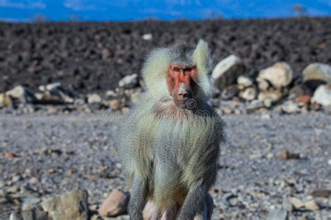 Família Hamadryas Baboon Sentada Na Estrada Para O Lago Assal Djibouti