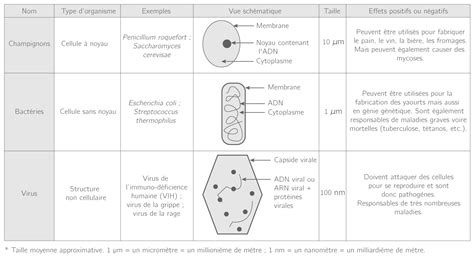 Les Microbes 5e Cours SVT Kartable