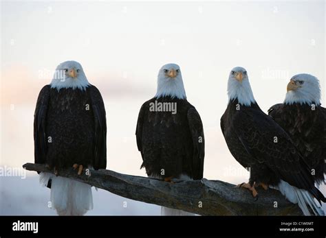 Four Bald Eagles Hi Res Stock Photography And Images Alamy