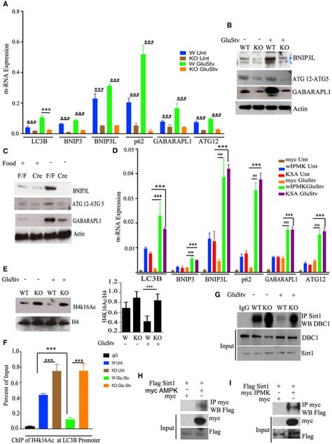 Ipmk Enhances Transcription Of Autophagy Related Genes A Qpcr