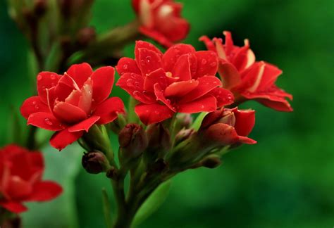 Kalanchoe Flor Roja Pequeña Foto gratis en Pixabay Pixabay